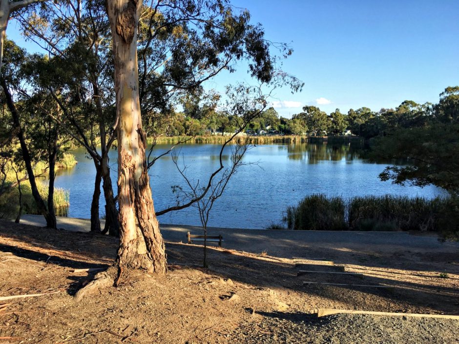 Lake Esmond, Victoria: List of Birds – Critter Cam Central